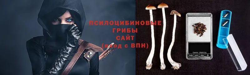 Галлюциногенные грибы Psilocybine cubensis  Новомичуринск 